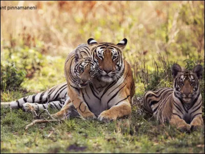 C'est en Asie, en particulier en Inde, que vous avez une faible chance de l'apercevoir à l'état sauvage, le mieux c'est encore dans un parc protégé !