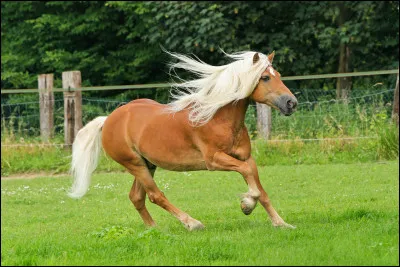 De quelle race est ce cheval ?