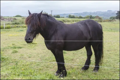 De quelle race est ce cheval ?