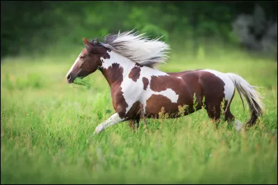 De quelle race est ce cheval ?