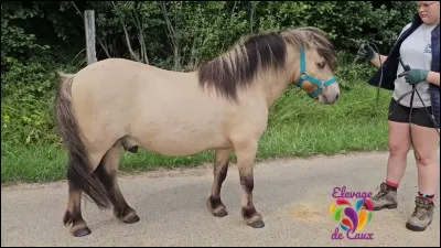 De quelle race est ce cheval ?