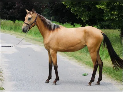 De quelle race est ce cheval ?