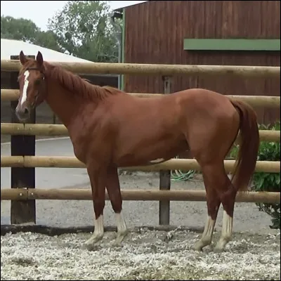 De quelle race est ce cheval ?