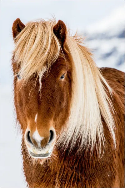 De quelle race est ce cheval ?