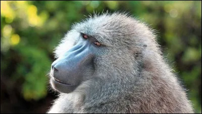 Quel est ce singe ?