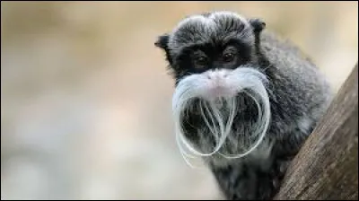 Quel est ce singe ?