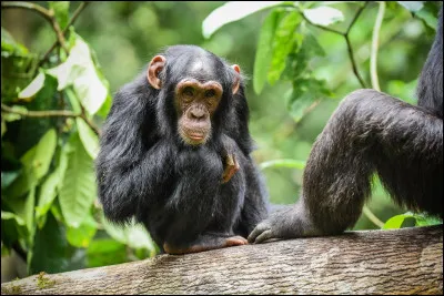 Quel groupe a chanté "I'm a Believer" ?