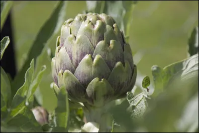 Quel est ce légume ?