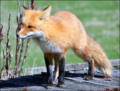 Quel est cet animal ?