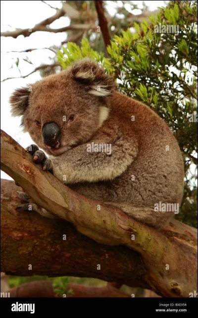 Quel est cet animal ?