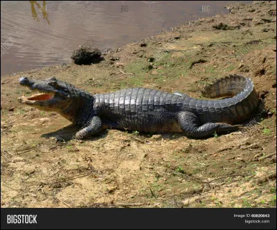 Quel est cet animal ?