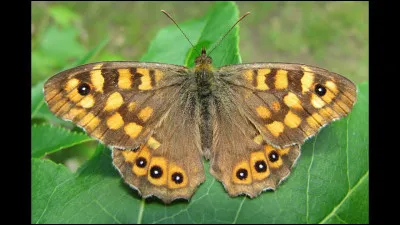 Quel chat N'EST PAS de sa famille ?