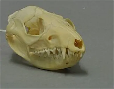 Qu'est-ce qu'un yapok ?