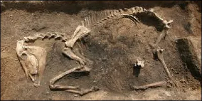 Pour définir l'âge moyen d'un organisme ou d'un objet, on utilise la datation au...