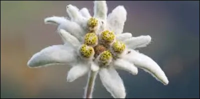 Quelle fleur alpine est surnommée « immortelle des neiges » ?