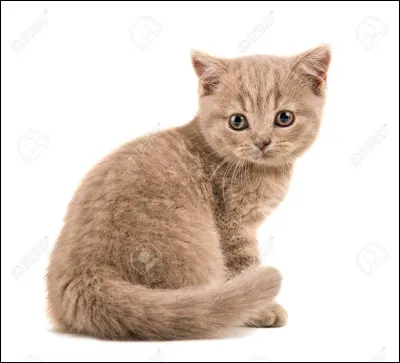 Pompompom je me balade... Oh tiens le plafond s'écroule !