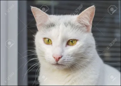 Oh tiens de la glace ! Je vais marcher dessus voir si elle est solide... Oh non elle se fissure ! Plouf !