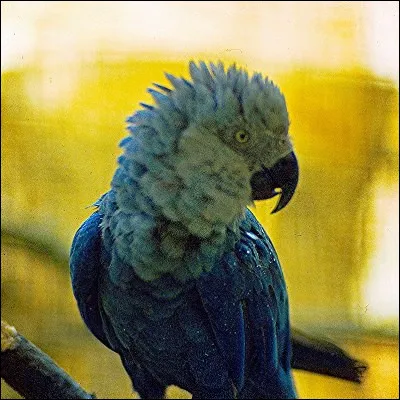 Quel oiseau de la famille des psittacidés, recherché pour ses couleurs et son aptitude à parler, possède une espèce dite de Spix ?