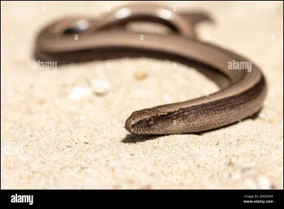 Qu'est-ce qu'un orvet ?