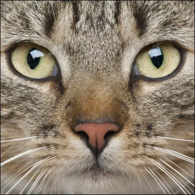 Qui est devenu fou ?