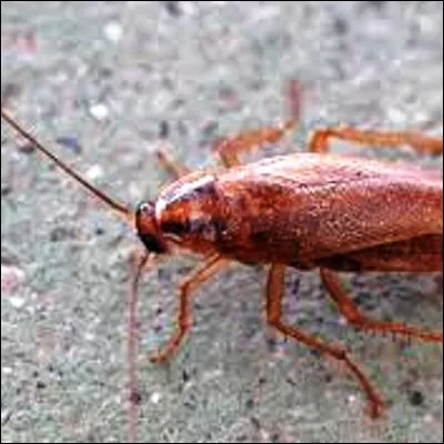 Quel écrivain de langue allemande a publié la nouvelle "La Colonie pénitentiaire" ?