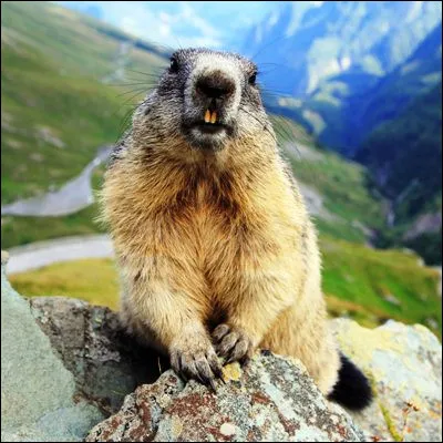 Quel rongeur endémique dAmérique du Nord vivant dans des tunnels ressemble à une marmotte en plus petit ?