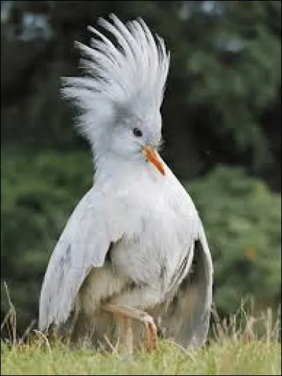 Animaux : Où vit exclusivement le cagou ?