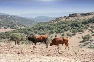 Qui chante "Andalousie, je me souviens / Les prairies bordées de cactus / Je ne vais pas trembler devant ce pantin, ce minus !..." ?