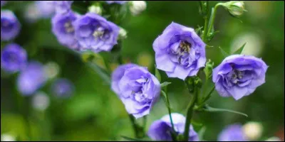 Quelles plantes préfères-tu ?