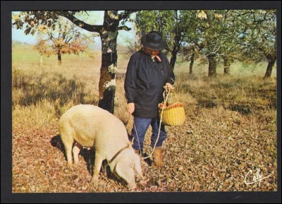 Km 165,4 : Alba. En 1929 est créée une grande foire qui devient internationale. Qu'y vend-on ?