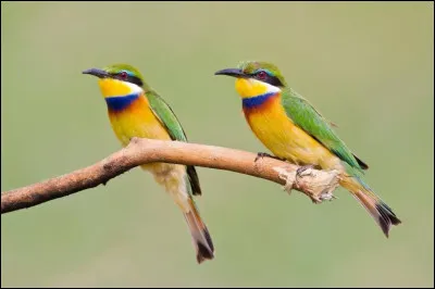 Mon premier est une ancienne langue, mon second apporte du bien-être, mon troisième est moisi, mon tout est présent !