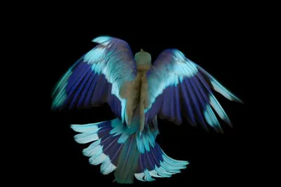 Mon premier peut surveiller, mon second se pose au mur, mon troisième t'appartient, mon tout sert à viser !