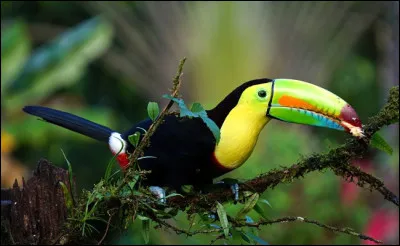 Mon premier cherche, mon second n'est pas tôt, mon troisième roule sur une piste, mon tout est un oiseau !