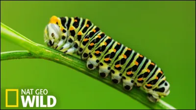 Comment s'appelle la transformation de la chenille en papillon ?