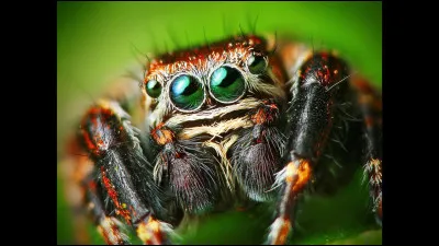 Combien de pattes ont les araignées ?