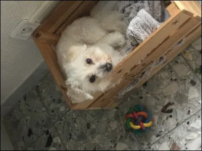 De quel animal sagit-il ?