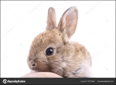 De quel animal sagit-il ?