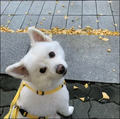 Qui est le leader du groupe ?