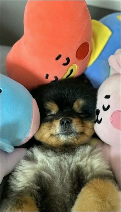 Pour finir et pour les vrai "ARMY". 
à qui appartient ce chien ?