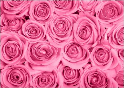 Quelle est la particularité de la couleur rose ?