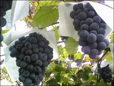 D'où est la fille d'Yves Allégret, en 1958 ?