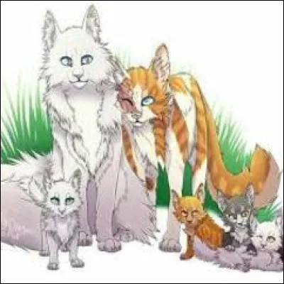 Combien de chatons aura Papillon ?