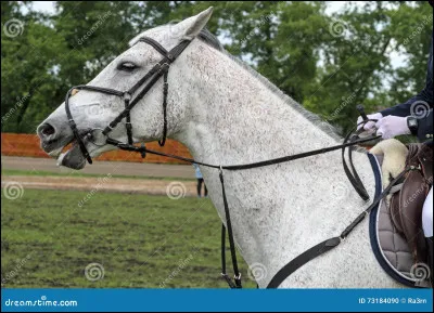 Quelle est la robe de ce cheval ?