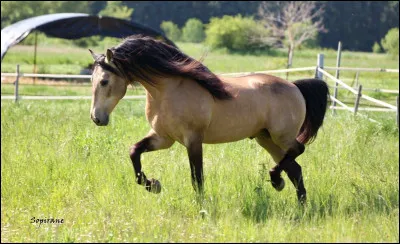 Quelle est la robe de ce cheval ?