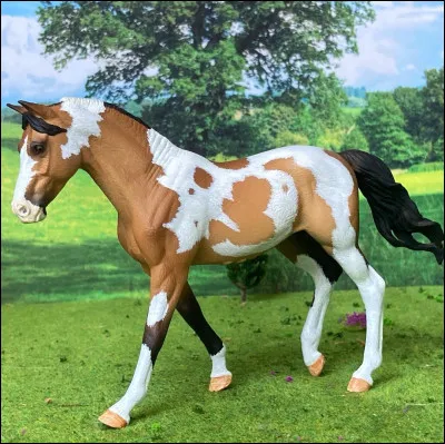 Quelle est la robe de ce cheval ?