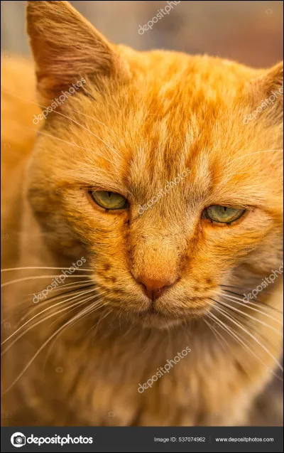 De quelle couleur est le chat ?