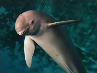 Es-tu capable de trouver le nom de cet animal ?