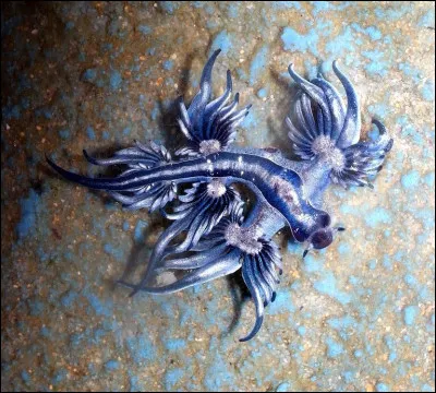 Et pour finir, connais-tu le nom de cet animal ?