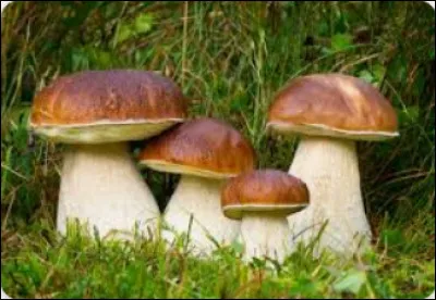 Comment s'appelle ce champignon ?