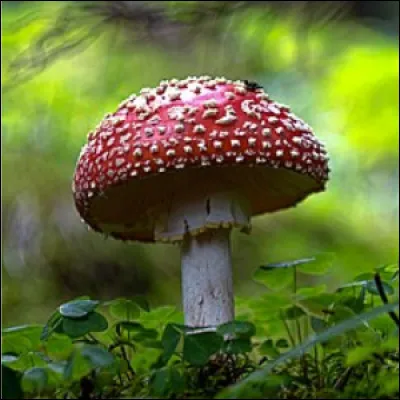 L'amanite tue-mouche est-il un champignon comestible ?